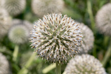 Echinops close-up, macro