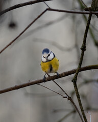 Blue Reedling in Sweden