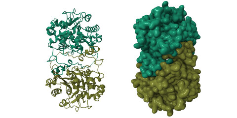 Structure of 6-aminohexanoate-dimer hydrolase. 3D cartoon and Gaussian surface models, chain id color scheme, PDB 2zm0