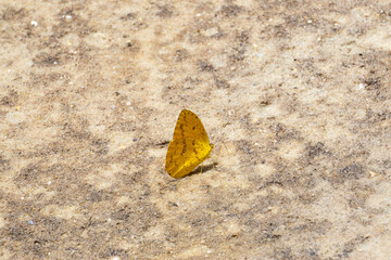 butterfly on the sand