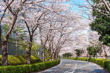 カーブした道路と桜並木