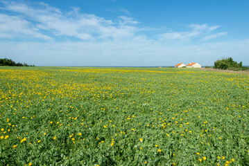Field of Green pea (Pisum sativum) plants growing with yellow daisy flowers on island, Ile Madame, Charente Maritme, France