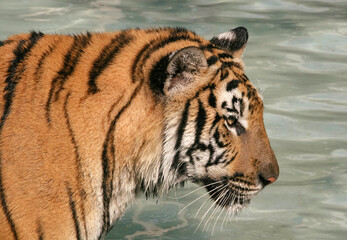 Obraz premium Portrait of an Indochinese Tiger (Panthera Tigris Corbetti) in a pool of water, closeup view