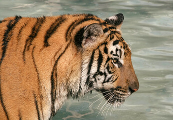 Fototapeta na wymiar Portrait of an Indochinese Tiger (Panthera Tigris Corbetti) in a pool of water, closeup view