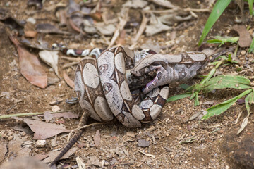 Boa constrictor (Boa constrictor) feeding on prey lizard, Tijuca Forest National Park, Rio de Janeiro, Brazil