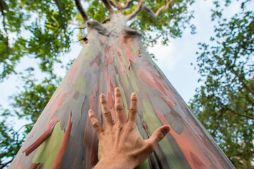 Mans hand on trunk of rainbow eucalyptus tree (Eucalyptus deglupta) at Durban Botanic Gardens, Durban, kwazulu-Natal, South Africa