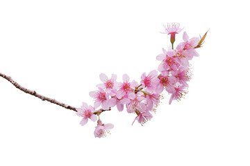 Sakura flowers blooming in springtime, a bunch of wild Himalayan cherry blossom pink flowers on tree twig - Powered by Adobe