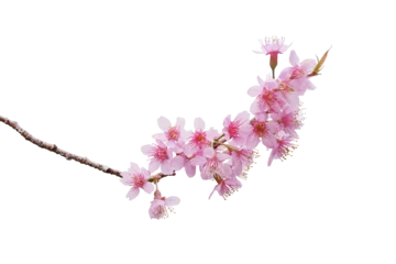 Poster Sakura flowers blooming in springtime, a bunch of wild Himalayan cherry blossom pink flowers on tree twig © Chansom Pantip