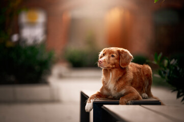 Pies w mieście © Jagoda