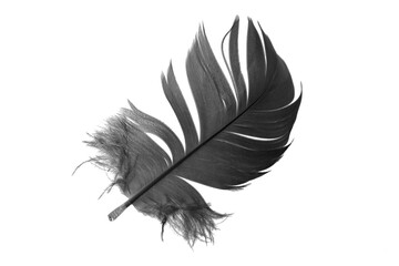 black goose feather on a white isolated background