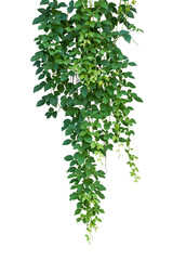 Hanging jungle vine plant bush of Bush grape or three-leaved wild vine cayratia (Cayratia trifolia) liana ivy plant - 567095196