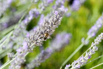 Bee on lavender flowers. Lavandula, Portugal © sanchacampos