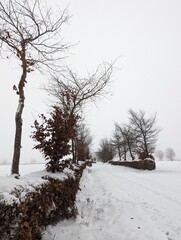 Typische  Nordeifel im Winter mit Hecken, Schnee und Nebel