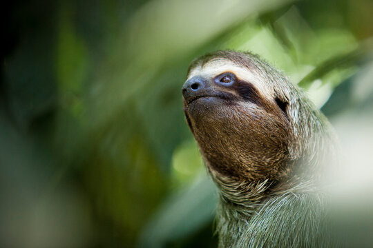 Sloth in forest.