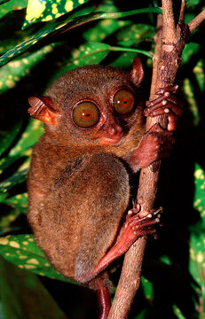 Philippine tarsier, Tarsius syrchta, Philippines, Bohol, Philippines Island