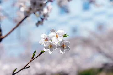 桜の花アップ