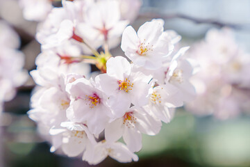 桜の花アップ