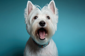 Studio portrait of a west highland white terrier dog, concept of Pet Photography and White Terrier, created with Generative AI technology - obrazy, fototapety, plakaty