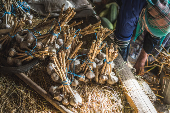 Old woman making bundles of garlic in shed