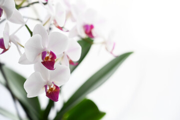 Obraz premium Orchidee
