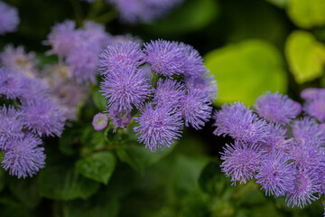 ageratum flowers close-up, macro on a background of green leaves