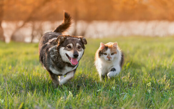 a couple of animal friends a dog and a cat run through the green grass in a summer meadow