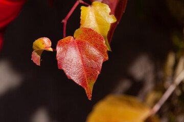 Efeu im Herbst
