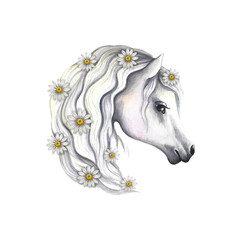 Fototapeta na wymiar Portrait of a white horse decorated with daisies. Watercolor handmade. For printing, stickers and labels.