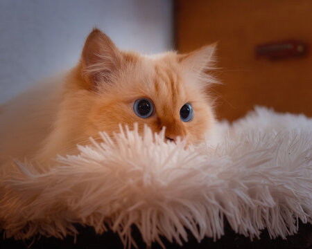 Cat with excited eyes lurking on a soft fluffy blanket 