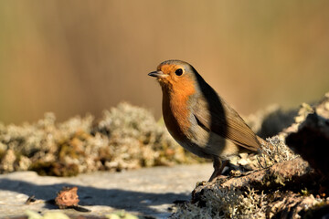 Petirrojo europeo macho en el suelo del parque con fondo ocres (Erithacus rubecula) Málaga Andalucía España