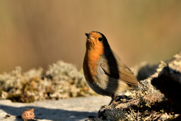 Petirrojo europeo macho en el suelo del parque con fondo ocres (Erithacus rubecula) Málaga Andalucía España