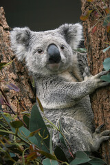 Koala bear sitting in a eucalyptus tree holding onto a branch, Pascolaectos Cinereus,  close-up portrait, Australia