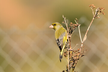  verderón europeo o verderón común sobre un arbusto​ (Chloris chloris) Málaga Andalucía España	