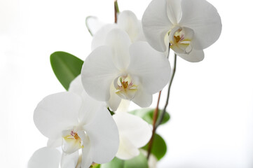 Naklejka na ściany i meble weiße Orchidee