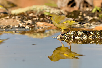 verderón europeo o verderón común macho bebiendo en el estanque del bosque​ (Chloris chloris)​