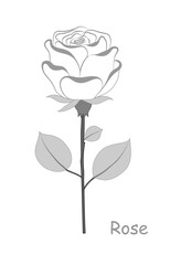 Rose flower isolated on a white background