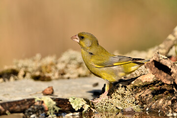  verderón europeo o verderón común​ (Chloris chloris)​ ​Málaga Andalucía España