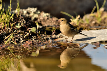 pinzón vulgar hembra bebiendo y reflejada en el estanque del bosque (Fringilla coelebs) Málaga...