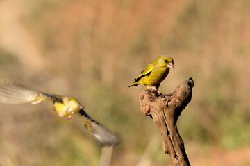 verderón europeo o verderón común​ peleando sobre un tronco (Chloris chloris)​ Málaga Andalucía España	