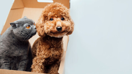 Web banner with pets. A gray cat and a brown poodle dog all sit in a brown box on a white...