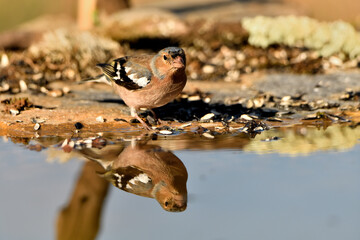 pinzón vulgar macho bebiendo en la charca del parque (Fringilla coelebs) Málaga Andalucía España	 