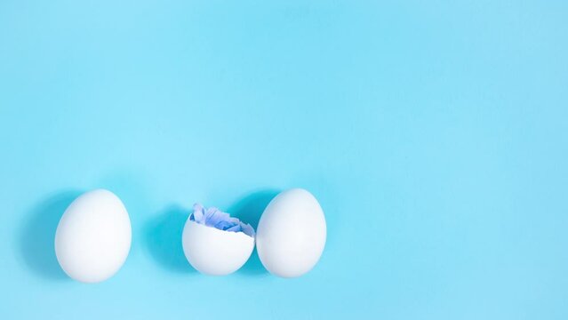 4k Row of white chicken eggs. From two broken eggs, blue chrysanthemums аppear. Creative concept of the birth of a beautiful, new. Easter holiday. Blue background. Close-up. Stop motion animation.