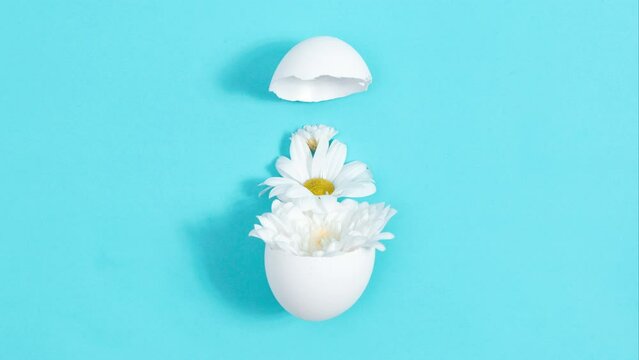 4k White chicken egg breaks and natural white chrysanthemum flowers emerge from it. Creative concept of the birth of a beautiful, new. Easter holiday. Blue background. Close-up. Stop motion animation.