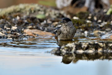 curruca capirotada macho (Sylvia atricapilla) bañándose en el estanque del parque