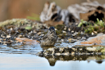 curruca capirotada macho (Sylvia atricapilla) bañándose en el estanque del parque