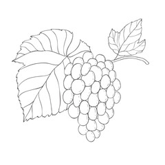 Line Art Grape Branch. Vector Illustration on white Background.