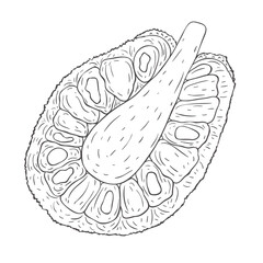 Line Art Jackfruit. Vector Illustration on white Background.