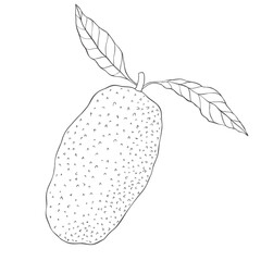 Line Art Jackfruit. Vector Illustration on white Background.