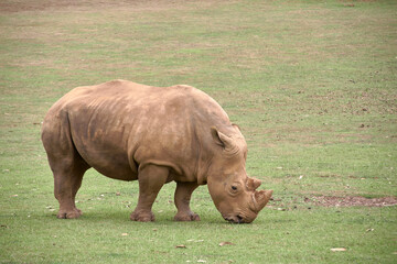 A lone rhino eating grass on the savannah