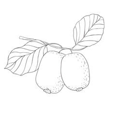 Line Art Kiwi Branch. Vector Illustration on white Background.